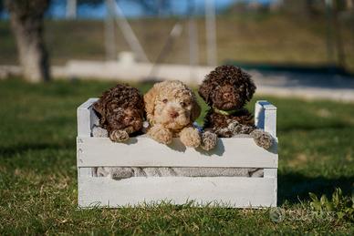 Cuccioli lagotto romagnolo