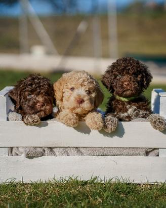 Lagotto romagnolo