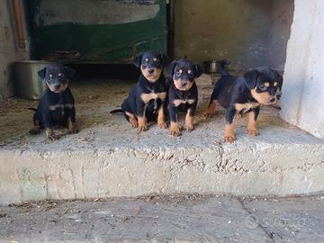 Cuccioli di GRIFO NERO VALNERINO