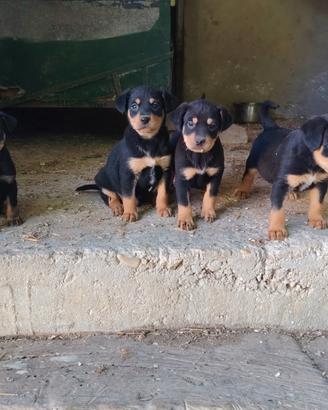 Cuccioli di GRIFO NERO VALNERINO