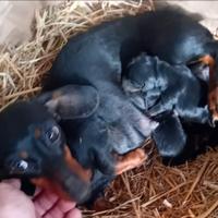 Cucciolo Bassotto femmina