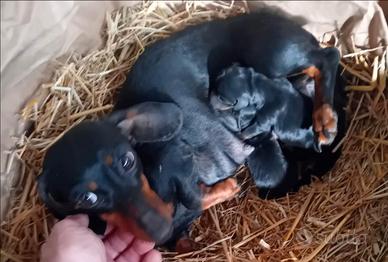 Cucciolo Bassotto femmina