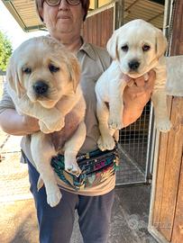 Labrador miele con pedigree