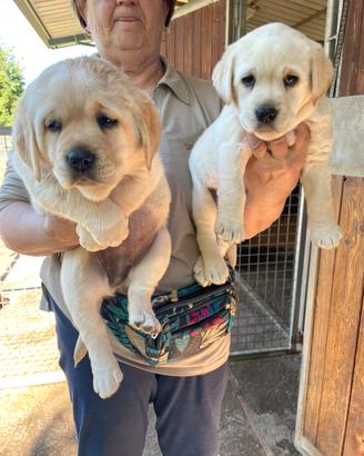 Labrador miele con pedigree