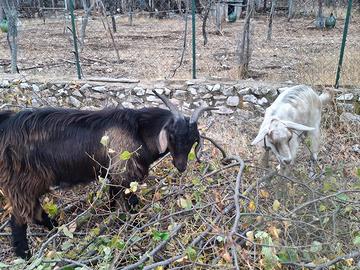 Coppia di capre