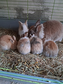 Conigli nani
