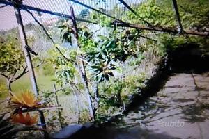 Terreno agricolo spadafora