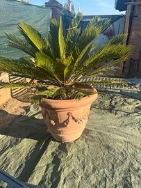 VASO TERRACOTTA TOSCANA con CYCAS