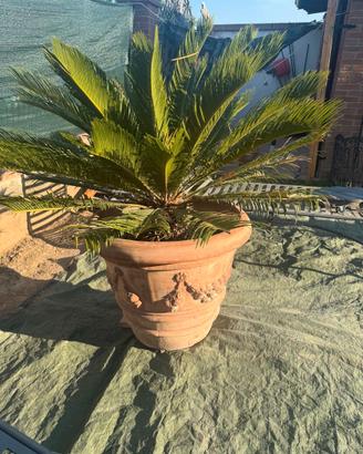 VASO TERRACOTTA TOSCANA con CYCAS