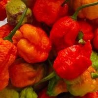 carolina reaper, Apocalypse, caroline chocolate 