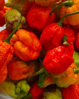 carolina reaper, Apocalypse, caroline chocolate 