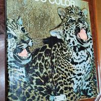 Libro Zoo Color