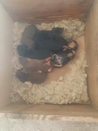 Pinscher cuccioli