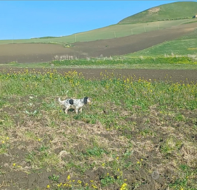 Setter inglese femmine 21 mesi