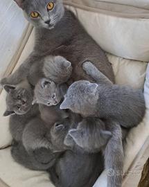 Gattini Certosini con Pedigree