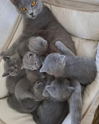 Gattini Certosini con Pedigree