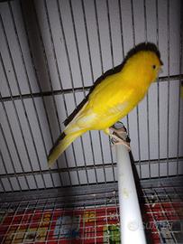 Canarino