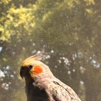 Copia allevata, mano riproduttiva di calopsite