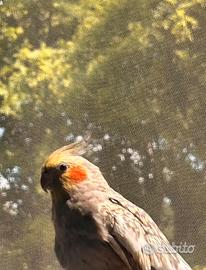 Copia allevata, mano riproduttiva di calopsite