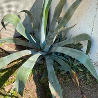 Pianta di aloe