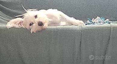 Maltese
