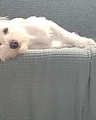 Maltese