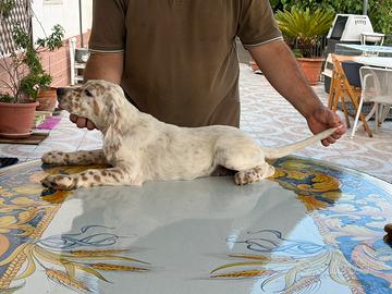 Cuccioli Setter Inglesi