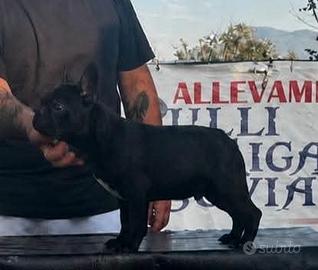 Cucciolo Bouledogue Francese