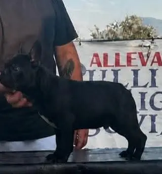 Cucciolo Bouledogue Francese