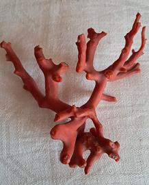 ramo di corallo rosso di Sardegna anni 70