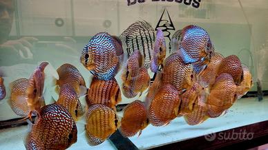 Discus diverse dimensioni