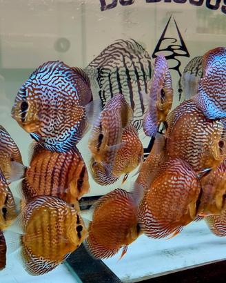 Discus diverse dimensioni