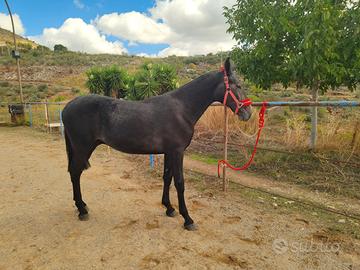 Puledro maschio incrocio Andaluso