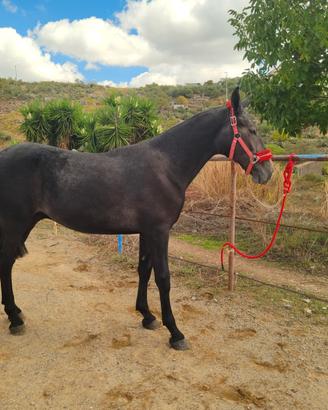 Puledro maschio incrocio Andaluso