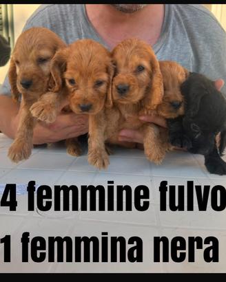Cocker spaniel