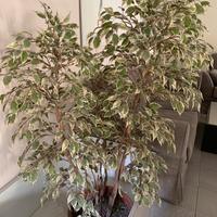 ficus pianta finta