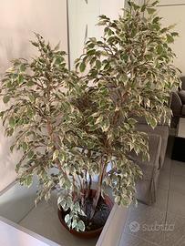 ficus pianta finta