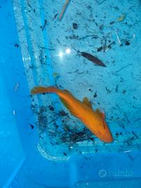 Pesce rosso da laghetto