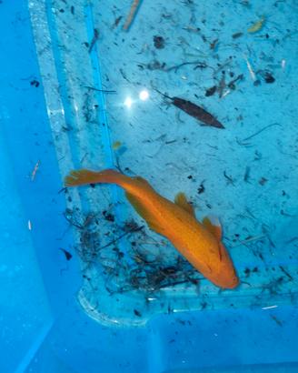 Pesce rosso da laghetto