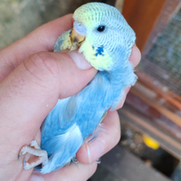 Cocorite prezzi assurdi