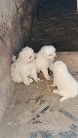 Cuccioli di pastore maremmano