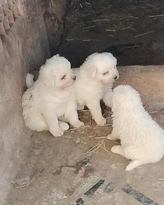 Cuccioli di pastore maremmano