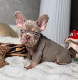 CUCCIOLA di BULLDOG FRANCESE BLU TAN disponibili