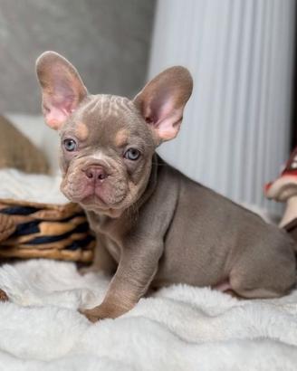 CUCCIOLA di BULLDOG FRANCESE BLU TAN disponibili