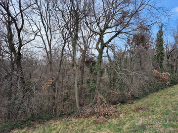 Colli Asolani Bosco Ceduo di 19240 mq