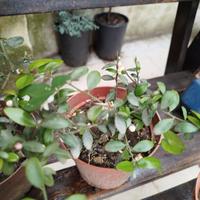 piantine di fingher lime colori misti 