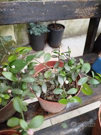 piantine di fingher lime colori misti 