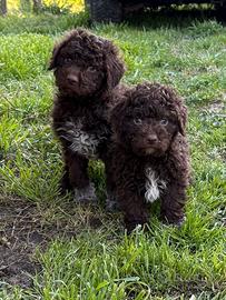 Cuccioli Lagotto romagnolo