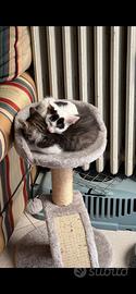 Adorabili gattini