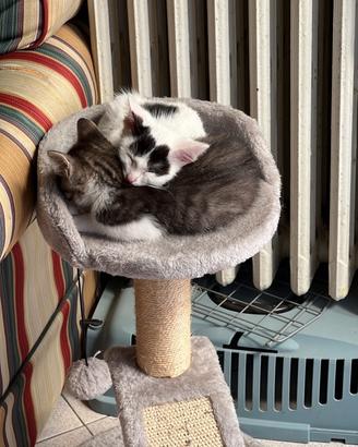 Adorabili gattini
